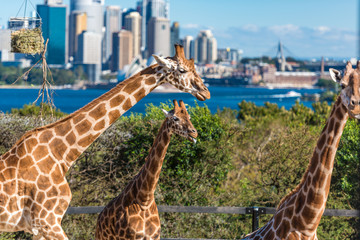 Three giraffes against Sydney Harbour on the background
