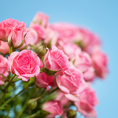 Roses on a blue background. Soft focus