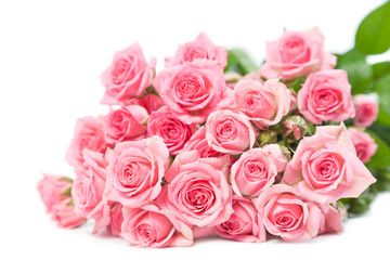 Fototapeta na wymiar Pink roses isolated on a white background