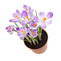Crocus flowers isolated on white background
