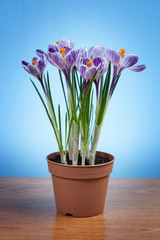 Crocus flowers in a pot
