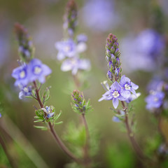 Blue flowers on a background of green leaves