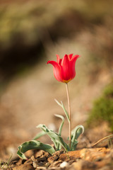 Wild red tulip flower