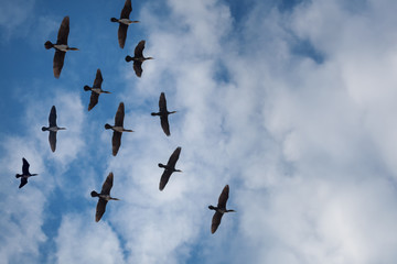 Birds in the sky on the cloud background