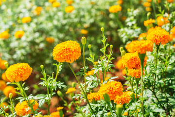 marigold in a plantation..