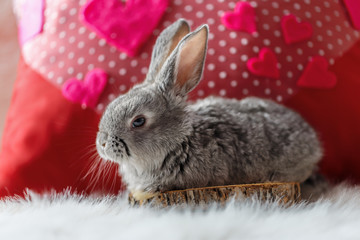 Little rabbit on a white background