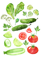 design set of dill, vegetable marrow, tomatoes, cucumbers, salad leaves and parsley isolated in watercolor style. Background for paper, textile, deciration and wrapping