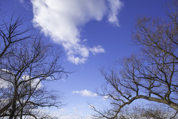 Bare winter tree branches framing a deep blue sky, white clouds