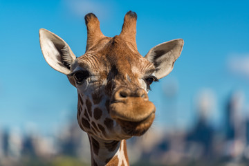 Giraffe making sceptical faces while chewing food