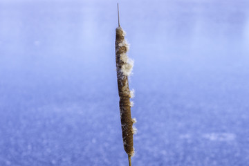 Closeup of bullrush in winter in front of vibrant blue waters, f