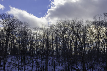 Tall bare silhouetted trees on a crisp winter morning