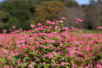 赤蕎麦の花アップ