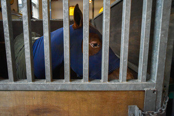 Horse covered with a blue blanket in a stable