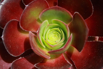 red succulent