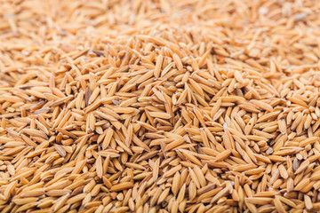 Closeup details background. Pile of unmilled rice with selective focus.