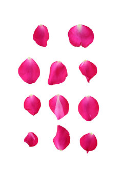 A collection of pink rose petals isolated on a white background.