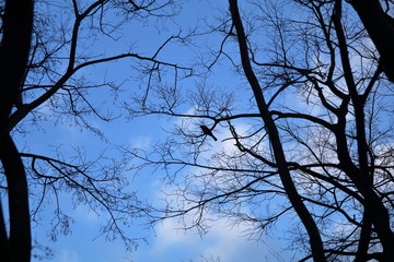 A little bird on the twig