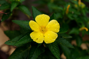 yellow Wildflower at Philippines