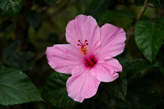 pupple Wildflower at Philippines