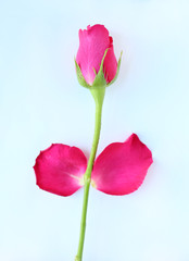 Rose flower and petals on white background