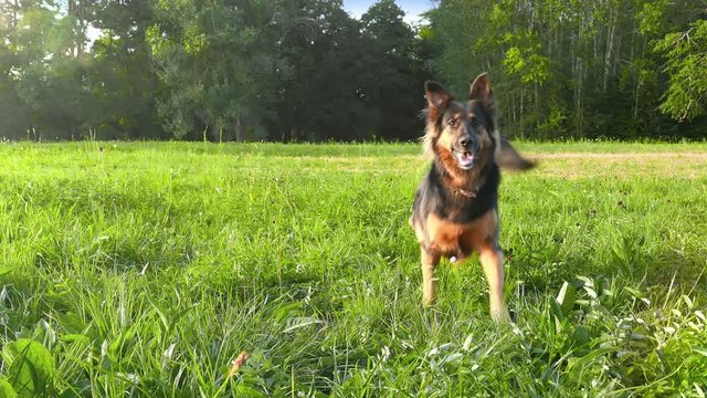 Pretty funny dog .Young german shepherd waiting with impatience to run a toy. Against the background of green park on a sunny beautiful day. Walk and playing with a dog.