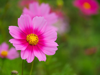 Pink cosmos flower (Cosmos Bipinnatus) with green blurred backgr