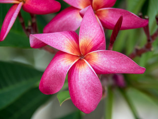 Pink plumeria flower blooming on tree, spa flower