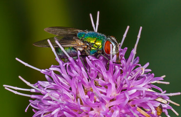 Fly sitting on red flower