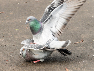 Amorous Feral Pigeons C Columba Livia Winter Jan 2017 Shallow Depth of Field