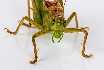 Grasshopper