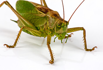 Grasshopper
