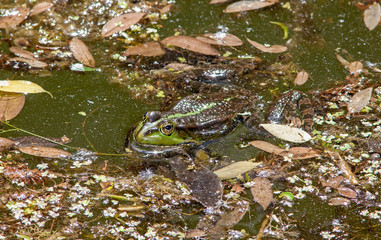 Frog in a pond