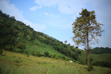 Trees and mountains in Rayong, Thailand