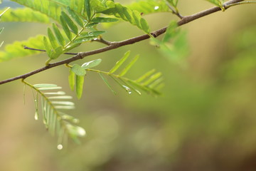 Drops of water clinging to the leaves and tamarind