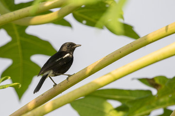 Image of magpie perched on tree branch. in forest, Thailand.