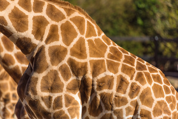 Naklejka premium Geometric patterns of Giraffes skin