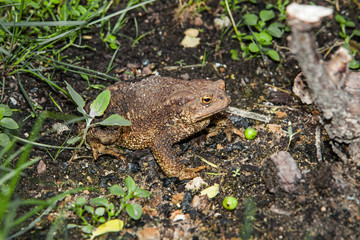 Toad in the grass