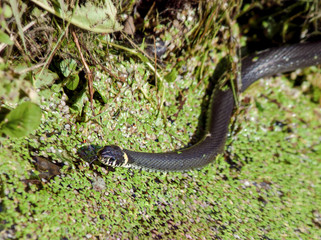 Snake adder