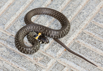 Snake adder