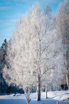 Snowy birch tree in a cold day