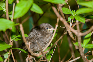 Nestling birds