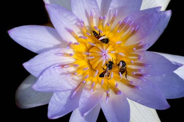 closeup lotus flower with bee swarm