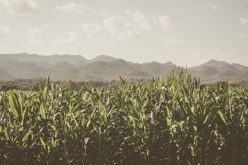 Obraz premium corn field concept