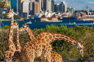 Obraz premium Adorable giraffes with Sydney CBD view