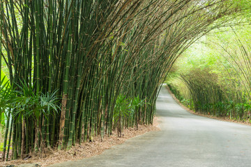 road through tunnel of bamboo