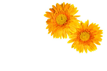 Beautiful yellow flower, Selective focused