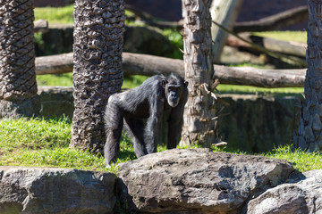 Chimpanzee walking against nature background