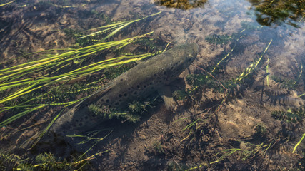 Beautiful fish under the water at the bottom of the river.