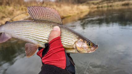Beautiful grayling caught fly fishing. Fly fishing.