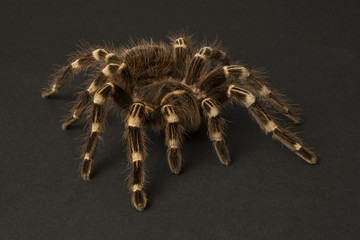 Closeup of a large spider, Theraphosidae